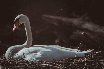 swan sits on a nest