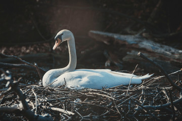 swan sits on a nest