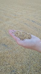 rice in hand close-up not peeled. Harvesting. Drying grains. Close-up of yellow paddy rice field