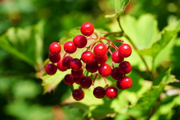 Red berries in Summer