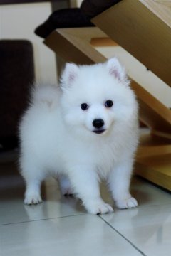 522 Best Japanese Spitz Images Stock Photos Vectors Adobe Stock