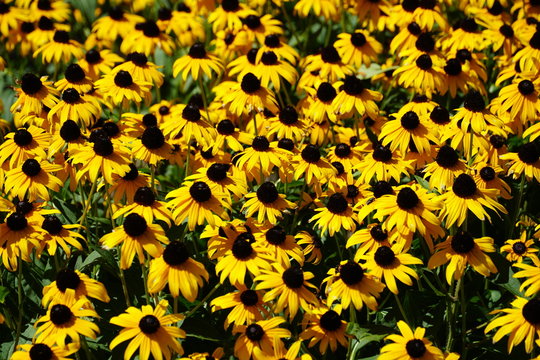 Field of yellow flowers
