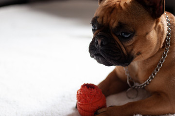 Dog playing with toy. White background