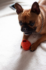Dog playing with toy. White background