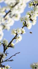 Bienen