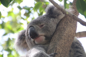 Koala in tree close-up