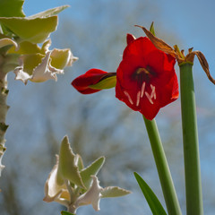 red amaryllis