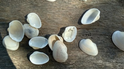 set of sea shells on gray wooden background