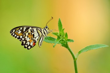 butterfly on leaf