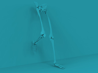 Model of human legs and hips, 3D render
