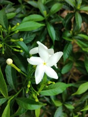 lily of the valley gardenia jasminoides 