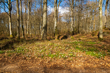 Fototapeta premium spring forest