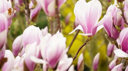 Obraz premium Erwachen