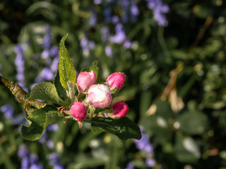 Pink apple blossoms buds on a branch tree in springtime