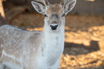 Ciervo macho con cornamenta