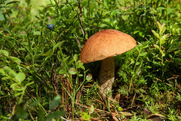 mushroom boletus in the grass in the forest with copy space