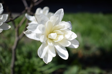 White magnolia flower