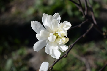 Blooming magnolia