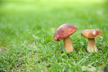 mushroom boletus in the grass in the forest with copy space