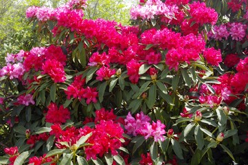 Rhododendrons