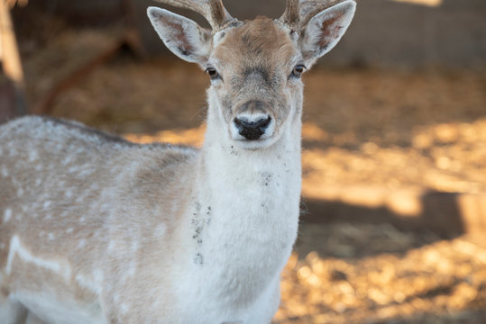 Ciervo macho con cornamenta
