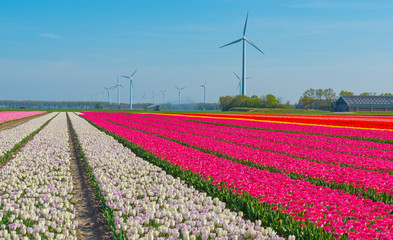 Tulips in an agricultural field below a blue sky in sunlight in spring