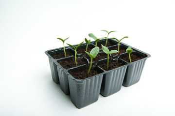 group of small green sprouts in a pots on a white background