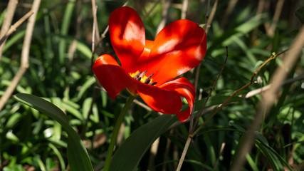 Tulpe