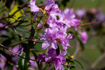 Petals of blooming plant in the park