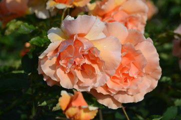 Large green bush with fresh delicate vivid orange roses in full bloom in a summer garden, in direct sunlight, with blurred green leaves, beautiful outdoor floral background photographed
