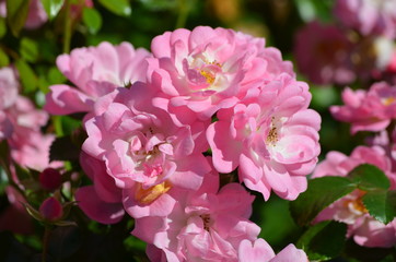 Large green bush with fresh delicate vivid pink roses in full bloom in a summer garden, in direct sunlight, with blurred green leaves, beautiful outdoor floral background photographed
