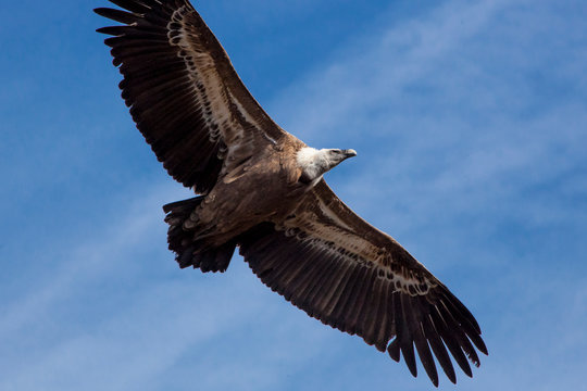 Griffon vulture in blue skies
