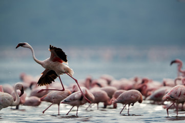 Lesser Flamingos takeoff at Bogoria lake