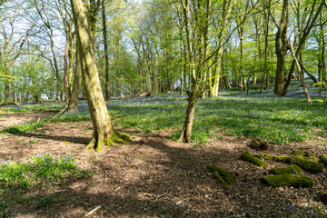 First week of Bluebells in Bluebell wood springtime in Hertfordshire April 2020. Showing blue flower on green and forest floor background with sun shining between trees and branches