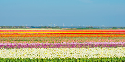 Tulips in an agricultural field below a blue sky in sunlight in spring