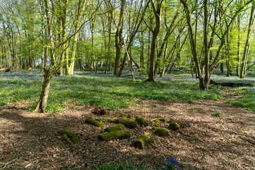 First week of Bluebells in Bluebell wood springtime in Hertfordshire April 2020. Showing blue flower on green and forest floor background with sun shining between trees and branches