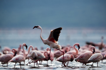 Lesser Flamingo taking flight, Bogoria Lake
