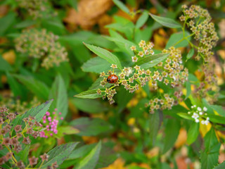 Lady bug walking on the flowers