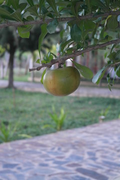 Crescentia Cujete L. calabash Tree fruit and tree in tropical garden Calebasse, Bignoniaceae round green on tree.