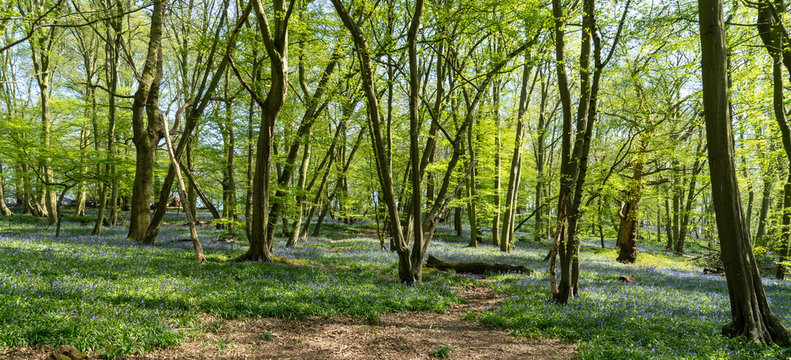 First week of Bluebells in Bluebell wood springtime in Hertfordshire April 2020. Showing blue flower on green and forest floor background with sun shining between trees and branches