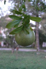 Crescentia Cujete L. calabash Tree fruit and tree in tropical garden Calebasse, Bignoniaceae round...