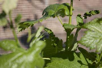 Small green balls baby grapes waiting to grow under the ray of the sun in Queretaro city Mexico