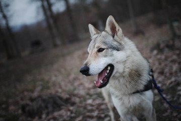 Czechoslovakian wolf in nature