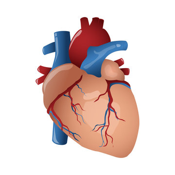 Vector illustration of human heart on white background