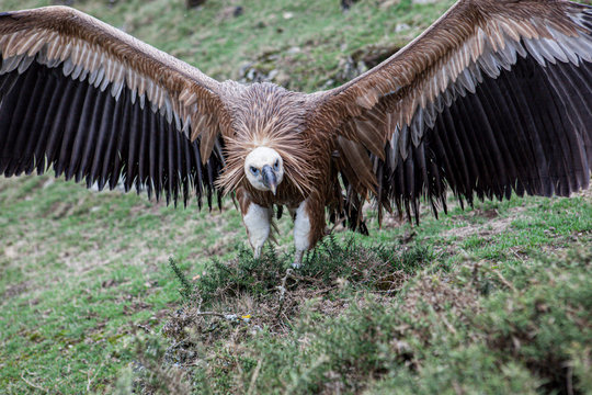 Fototapeta Griffon vulture dries its feathers on the ground