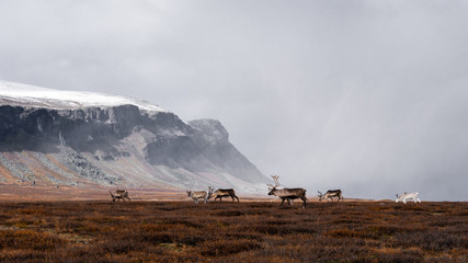 arctic reindeers in a mountain landscape © AGORA Images