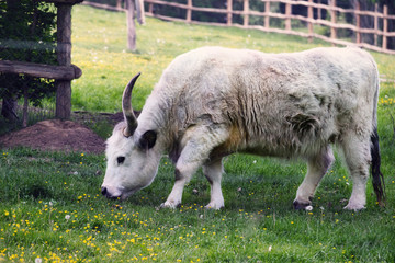  bauernhof, gras, weiß, ziege, natur, feld, säugetier, wolle, green, frühling,