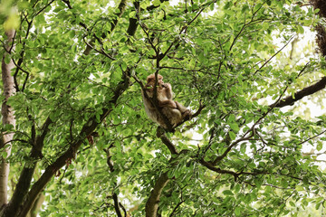 monkey on tree. beautiful monkey crawls on trees. selective focus
