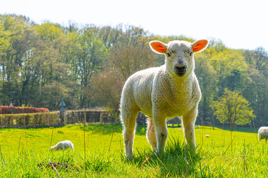 Portrait Close up Low Level view of three week old Lamb standing in green grass field showing detailed view of head eyes and nose with rolling farmland scene to background