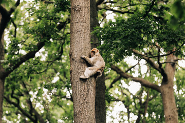 monkey on tree. beautiful monkey crawls on trees. selective focus
